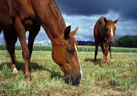 markings on horse. Horse Markings