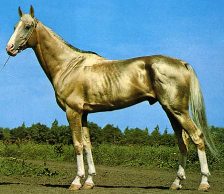 An Akhal Teke horse vspace=