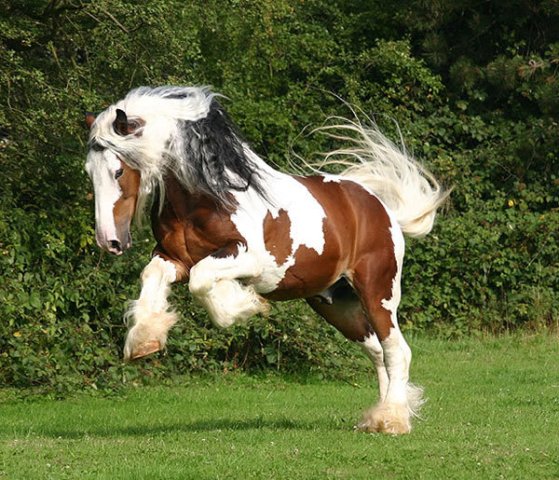 Gypsy Vanner Stallion