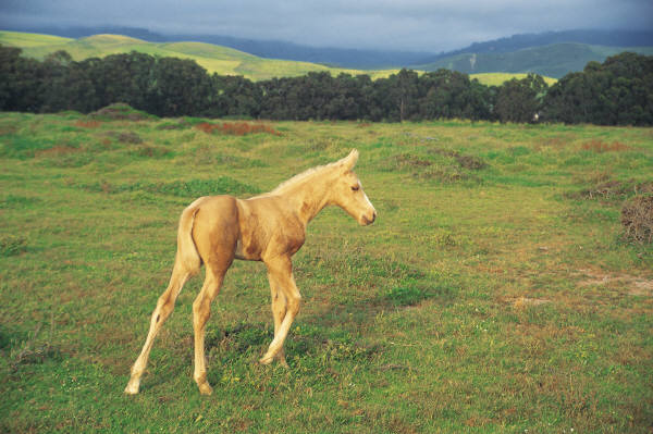 Alert Cremelo Foal
