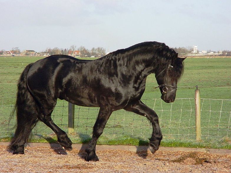 A Friesian Horse vspace=