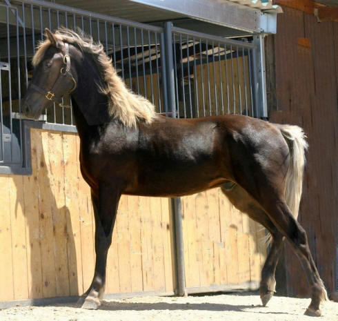 A Hungarian Half-bred vspace=