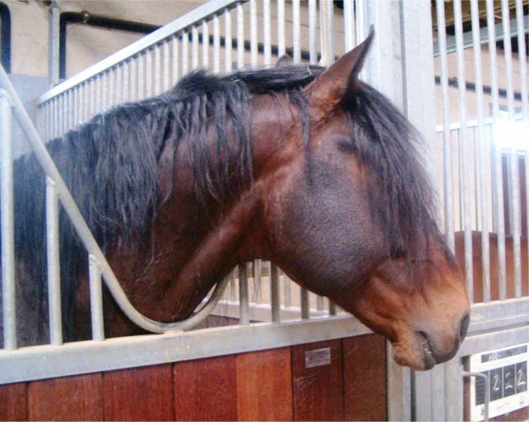A Bay Horse (Lusitano) vspace=
