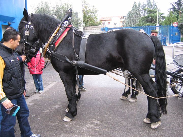 Noriker Horse vspace=