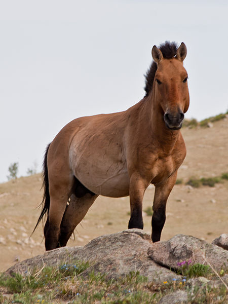 A wild Przewalski's Horse vspace=