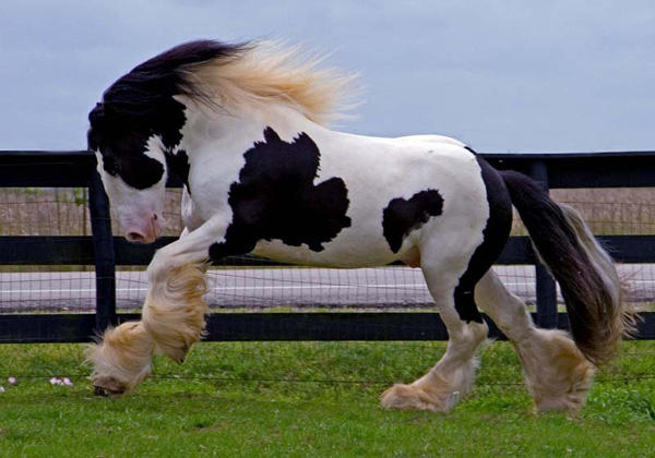 A galloping Gypsy Vanner stallion vspace=