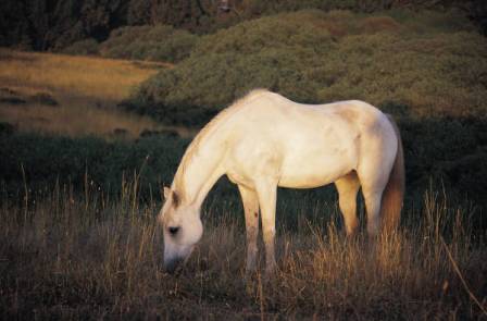 white horse grazing